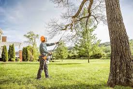 Best Tree Maintenance Programs  in San Gabriel, CA