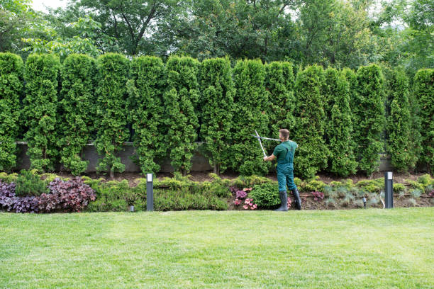 Best Lawn Edging Services  in San Gabriel, CA